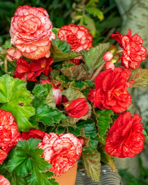 Begonia Marmorata